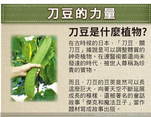 *好物分享*【日本京都-雅馬綺雅やまちや刀豆茶,日本職人手工烘焙,跟壞口氣說再見!!】 - 第2張圖 *好物分享*【日本京都-雅馬綺雅やまちや刀豆茶,日本職人手工烘焙,跟壞口氣說再見!!】