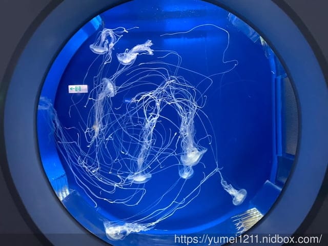 桃園景點-水族館【X park】五感體驗/福爾摩沙大水槽/水母萬花筒區 - 第50張圖 桃園景點-水族館【X park】五感體驗/福爾摩沙大水槽/水母萬花筒區