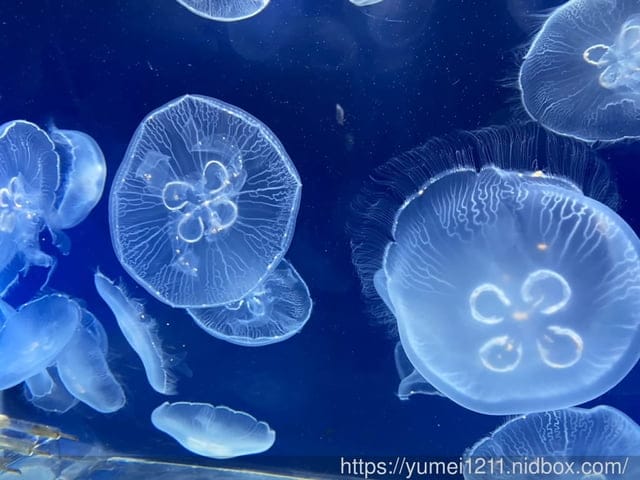 桃園景點-水族館【X park】五感體驗/福爾摩沙大水槽/水母萬花筒區 - 第48張圖 桃園景點-水族館【X park】五感體驗/福爾摩沙大水槽/水母萬花筒區