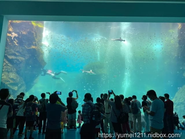 桃園景點-水族館【X park】五感體驗/福爾摩沙大水槽/水母萬花筒區 - 第18張圖 桃園景點-水族館【X park】五感體驗/福爾摩沙大水槽/水母萬花筒區
