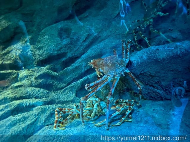 桃園景點-水族館【X park】五感體驗/福爾摩沙大水槽/水母萬花筒區 - 第40張圖 桃園景點-水族館【X park】五感體驗/福爾摩沙大水槽/水母萬花筒區