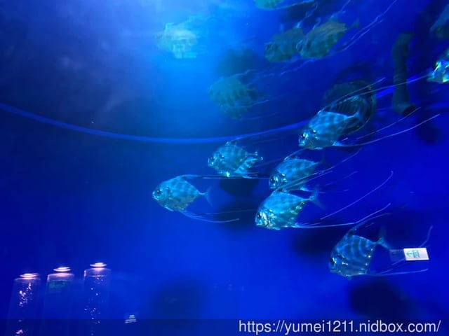 桃園景點-水族館【X park】五感體驗/福爾摩沙大水槽/水母萬花筒區 - 第30張圖 桃園景點-水族館【X park】五感體驗/福爾摩沙大水槽/水母萬花筒區