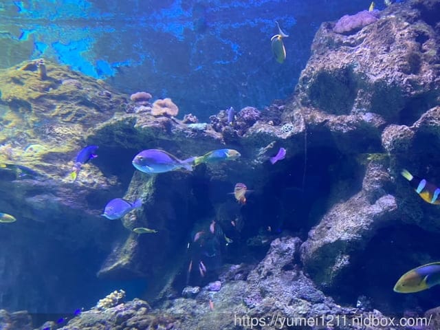 桃園景點-水族館【X park】五感體驗/福爾摩沙大水槽/水母萬花筒區 - 第25張圖 桃園景點-水族館【X park】五感體驗/福爾摩沙大水槽/水母萬花筒區