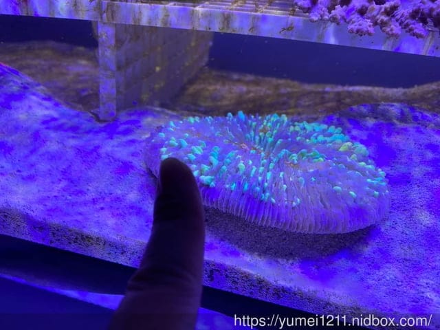 桃園景點-水族館【X park】五感體驗/福爾摩沙大水槽/水母萬花筒區 - 第24張圖 桃園景點-水族館【X park】五感體驗/福爾摩沙大水槽/水母萬花筒區
