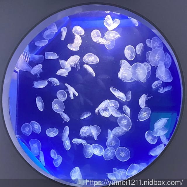 桃園景點-水族館【X park】五感體驗/福爾摩沙大水槽/水母萬花筒區 - 第46張圖 桃園景點-水族館【X park】五感體驗/福爾摩沙大水槽/水母萬花筒區