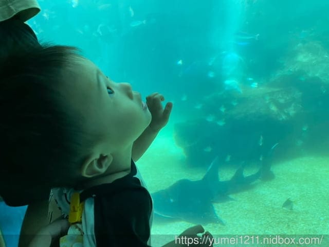 桃園景點-水族館【X park】五感體驗/福爾摩沙大水槽/水母萬花筒區 - 第19張圖 桃園景點-水族館【X park】五感體驗/福爾摩沙大水槽/水母萬花筒區