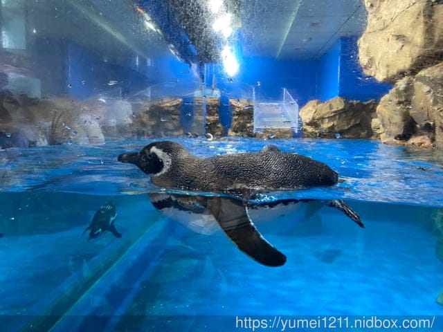 桃園景點-水族館【X park】五感體驗/福爾摩沙大水槽/水母萬花筒區 - 第5張圖 桃園景點-水族館【X park】五感體驗/福爾摩沙大水槽/水母萬花筒區