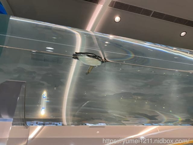 桃園景點-水族館【X park】五感體驗/福爾摩沙大水槽/水母萬花筒區 - 第63張圖 桃園景點-水族館【X park】五感體驗/福爾摩沙大水槽/水母萬花筒區