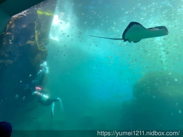 桃園景點-水族館【X park】五感體驗/福爾摩沙大水槽/水母萬花筒區 - 第17張圖 桃園景點-水族館【X park】五感體驗/福爾摩沙大水槽/水母萬花筒區