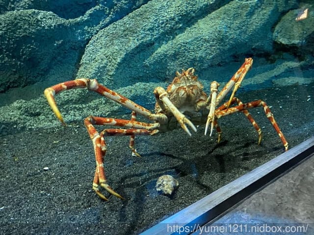 桃園景點-水族館【X park】五感體驗/福爾摩沙大水槽/水母萬花筒區 - 第39張圖 桃園景點-水族館【X park】五感體驗/福爾摩沙大水槽/水母萬花筒區