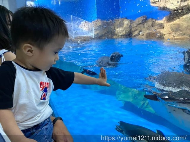 桃園景點-水族館【X park】五感體驗/福爾摩沙大水槽/水母萬花筒區 - 第56張圖 桃園景點-水族館【X park】五感體驗/福爾摩沙大水槽/水母萬花筒區