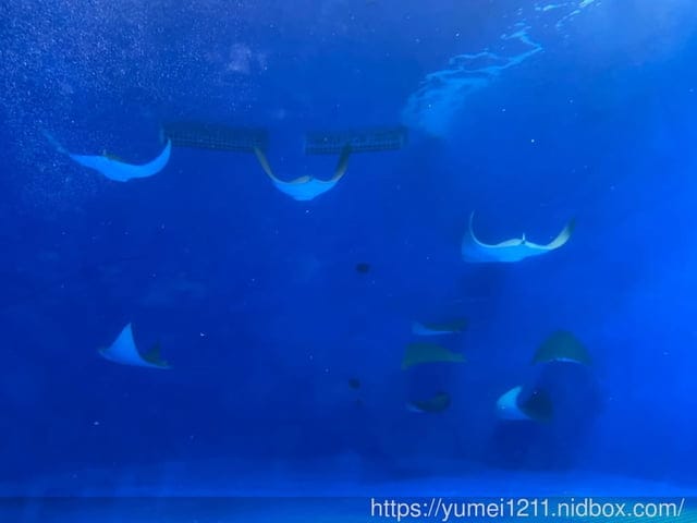 桃園景點-水族館【X park】五感體驗/福爾摩沙大水槽/水母萬花筒區 - 第27張圖 桃園景點-水族館【X park】五感體驗/福爾摩沙大水槽/水母萬花筒區