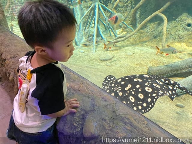 桃園景點-水族館【X park】五感體驗/福爾摩沙大水槽/水母萬花筒區 - 第35張圖 桃園景點-水族館【X park】五感體驗/福爾摩沙大水槽/水母萬花筒區
