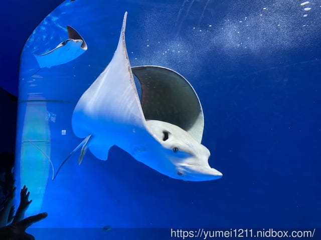 桃園景點-水族館【X park】五感體驗/福爾摩沙大水槽/水母萬花筒區 - 第28張圖 桃園景點-水族館【X park】五感體驗/福爾摩沙大水槽/水母萬花筒區