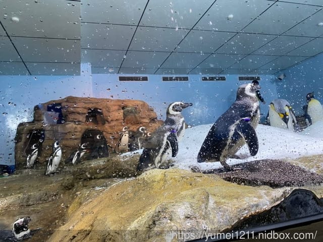 桃園景點-水族館【X park】五感體驗/福爾摩沙大水槽/水母萬花筒區 - 第57張圖 桃園景點-水族館【X park】五感體驗/福爾摩沙大水槽/水母萬花筒區