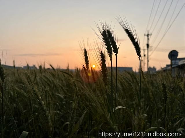 台中親子景點｜螃蟹的匠師-葵海休閒農場｜玩泥巴、抓螃蟹、划船、控窯、玩水｜玩樂分享