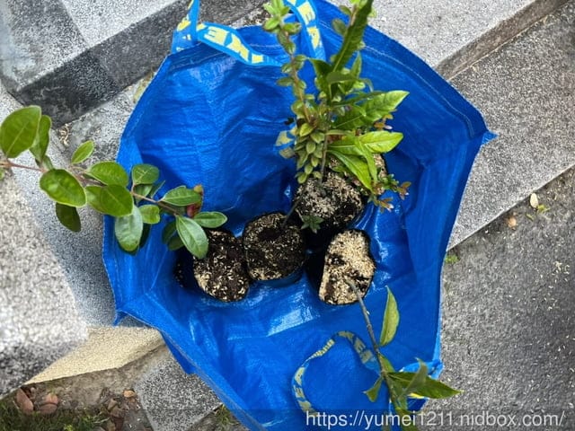 2022植樹月領苗活動|台中林務局|植樹節|領樹苗| - 第11張圖 2022植樹月領苗活動|台中林務局|植樹節|領樹苗|