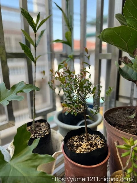 2022植樹月領苗活動|台中林務局|植樹節|領樹苗| - 第13張圖 2022植樹月領苗活動|台中林務局|植樹節|領樹苗|