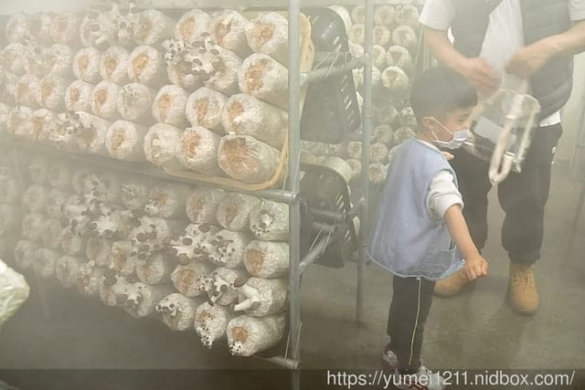 南投埔里親子景點|豐年農場|A套裝行程相當值回票價|免門票、免費導覽採菇、披薩DIY、菇菇彩繪|雨天備案 - 第33張圖 南投埔里親子景點|豐年農場|A套裝行程相當值回票價|免門票、免費導覽採菇、披薩DIY、菇菇彩繪|雨天備案