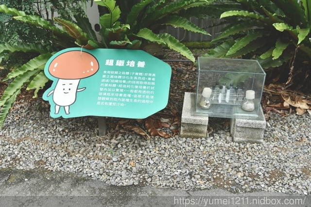 南投埔里親子景點|豐年農場|A套裝行程相當值回票價|免門票、免費導覽採菇、披薩DIY、菇菇彩繪|雨天備案 - 第13張圖 南投埔里親子景點|豐年農場|A套裝行程相當值回票價|免門票、免費導覽採菇、披薩DIY、菇菇彩繪|雨天備案