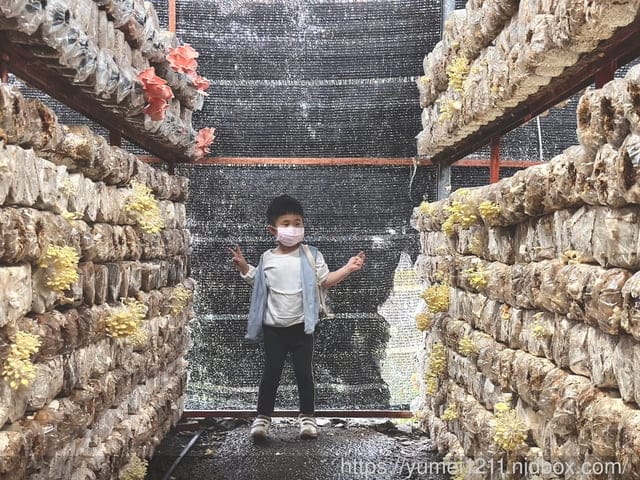 南投埔里親子景點|豐年農場|A套裝行程相當值回票價|免門票、免費導覽採菇、披薩DIY、菇菇彩繪|雨天備案 - 第56張圖 南投埔里親子景點|豐年農場|A套裝行程相當值回票價|免門票、免費導覽採菇、披薩DIY、菇菇彩繪|雨天備案