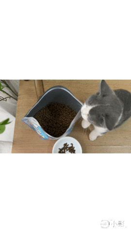 貓飼料心得|貓侍Catpool|藍貓侍|天然無穀貓糧|褐藻糖膠|貓飼料心得 - 第8張圖 貓飼料心得|貓侍Catpool|藍貓侍|天然無穀貓糧|褐藻糖膠|貓飼料心得