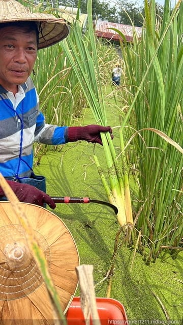 南投埔里|最佳主茭腳白筍農場|茭白筍採集體驗|慢旅行|辦桌 - 第26張圖 南投埔里|最佳主茭腳白筍農場|茭白筍採集體驗|慢旅行|辦桌
