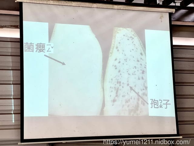 南投埔里|最佳主茭腳白筍農場|茭白筍採集體驗|慢旅行|辦桌 - 第9張圖 南投埔里|最佳主茭腳白筍農場|茭白筍採集體驗|慢旅行|辦桌