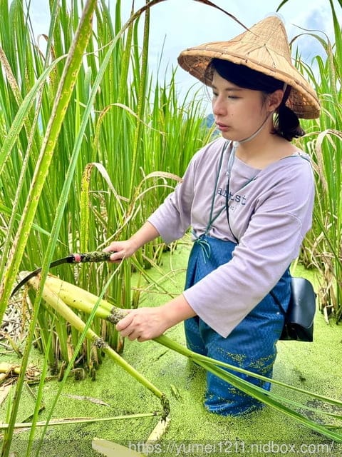 南投埔里|最佳主茭腳白筍農場|茭白筍採集體驗|慢旅行|辦桌 - 第38張圖 南投埔里|最佳主茭腳白筍農場|茭白筍採集體驗|慢旅行|辦桌