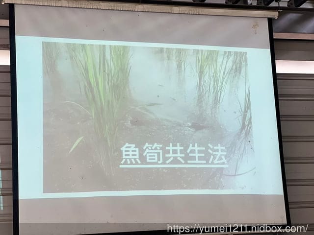 南投埔里|最佳主茭腳白筍農場|茭白筍採集體驗|慢旅行|辦桌 - 第12張圖 南投埔里|最佳主茭腳白筍農場|茭白筍採集體驗|慢旅行|辦桌