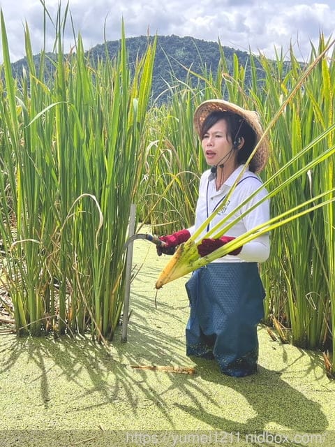 南投埔里|最佳主茭腳白筍農場|茭白筍採集體驗|慢旅行|辦桌 - 第27張圖 南投埔里|最佳主茭腳白筍農場|茭白筍採集體驗|慢旅行|辦桌
