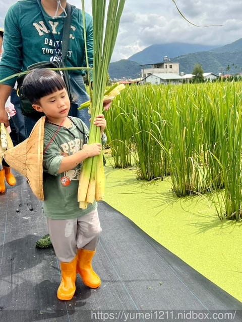 南投埔里|最佳主茭腳白筍農場|茭白筍採集體驗|慢旅行|辦桌 - 第44張圖 南投埔里|最佳主茭腳白筍農場|茭白筍採集體驗|慢旅行|辦桌