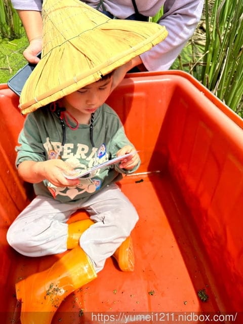 南投埔里|最佳主茭腳白筍農場|茭白筍採集體驗|慢旅行|辦桌 - 第35張圖 南投埔里|最佳主茭腳白筍農場|茭白筍採集體驗|慢旅行|辦桌