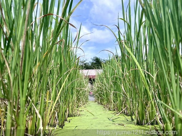 南投埔里|最佳主茭腳白筍農場|茭白筍採集體驗|慢旅行|辦桌 - 第31張圖 南投埔里|最佳主茭腳白筍農場|茭白筍採集體驗|慢旅行|辦桌