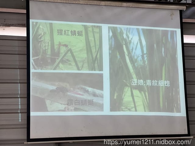 南投埔里|最佳主茭腳白筍農場|茭白筍採集體驗|慢旅行|辦桌 - 第36張圖 南投埔里|最佳主茭腳白筍農場|茭白筍採集體驗|慢旅行|辦桌