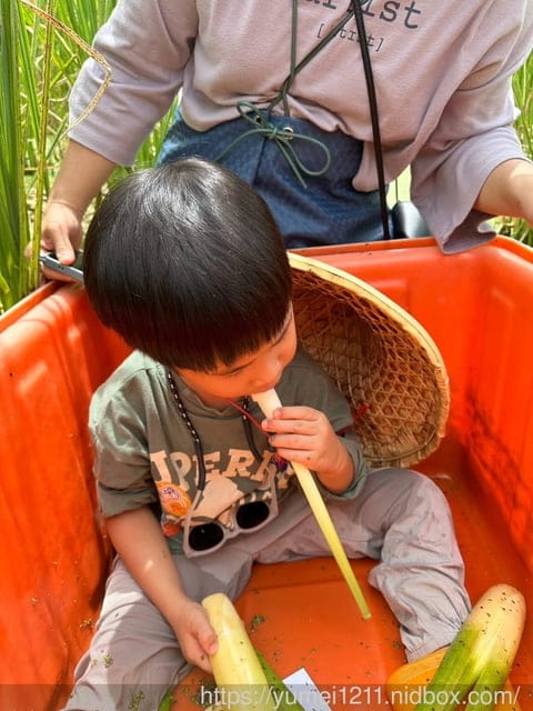 南投埔里|最佳主茭腳白筍農場|茭白筍採集體驗|慢旅行|辦桌 - 第39張圖 南投埔里|最佳主茭腳白筍農場|茭白筍採集體驗|慢旅行|辦桌