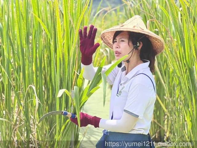 南投埔里|最佳主茭腳白筍農場|茭白筍採集體驗|慢旅行|辦桌 - 第25張圖 南投埔里|最佳主茭腳白筍農場|茭白筍採集體驗|慢旅行|辦桌