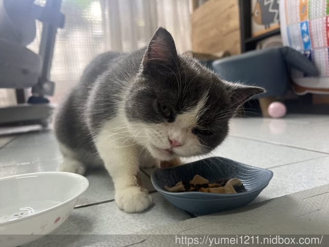 寵物食品開箱｜CHARM野性魅力｜幼貓無穀寵物飼料｜土雞塊+鱉蛋/赤羽土雞塊凍乾零食｜幼貓配方 ​​​​​​​