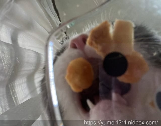 寵物食品開箱｜CHARM野性魅力｜幼貓無穀寵物飼料｜土雞塊+鱉蛋/赤羽土雞塊凍乾零食｜幼貓配方 ​​​​​​​