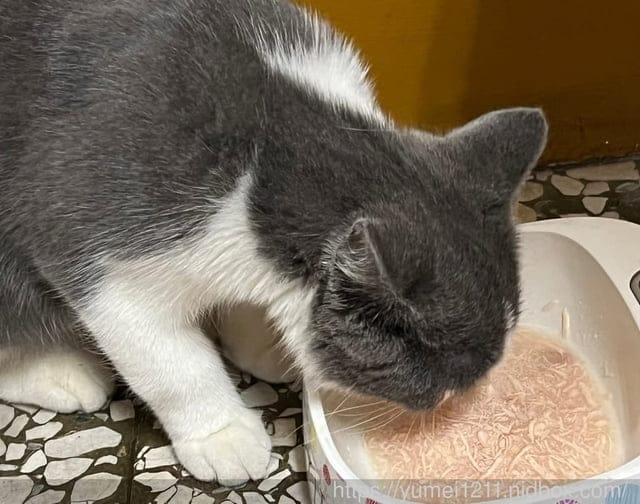 寵物食品開箱｜CHARM野性魅力｜幼貓無穀寵物飼料｜土雞塊+鱉蛋/赤羽土雞塊凍乾零食｜幼貓配方 ​​​​​​​