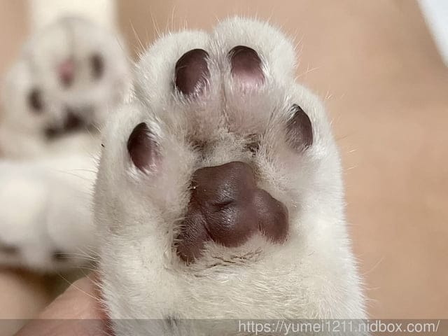 寵物護膚用品|GoodMo 歸毛家族| 寵物嫩掌霜|全齡犬貓適用 - 第14張圖 寵物護膚用品|GoodMo 歸毛家族| 寵物嫩掌霜|全齡犬貓適用