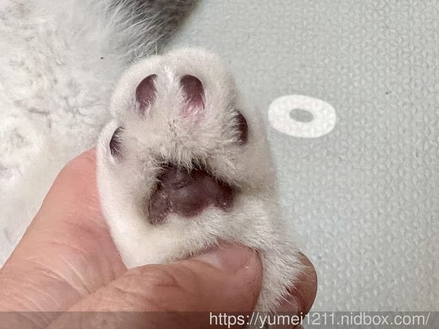 寵物護膚用品|GoodMo 歸毛家族| 寵物嫩掌霜|全齡犬貓適用 - 第13張圖 寵物護膚用品|GoodMo 歸毛家族| 寵物嫩掌霜|全齡犬貓適用