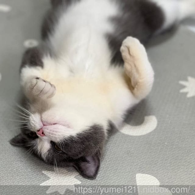 寵物保健品|LOOPET寵物保健品|寵物皮膚益生菌|寵物腸胃益生菌|短毛貓咪 - 第18張圖 寵物保健品|LOOPET寵物保健品|寵物皮膚益生菌|寵物腸胃益生菌|短毛貓咪