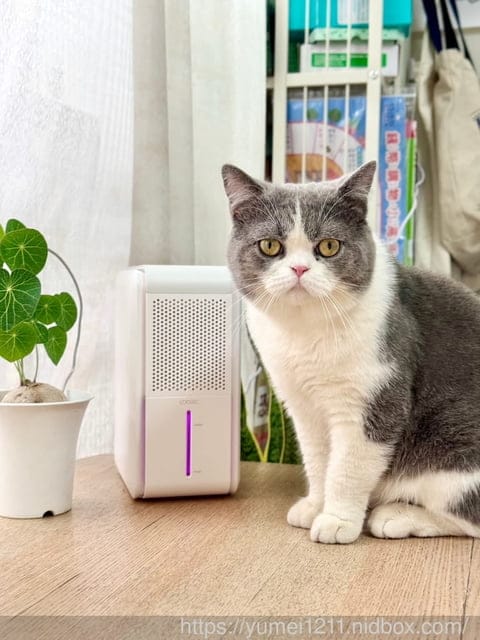 租屋族首推|LeewayWorld裡外生活|Udoric智慧三合一濕度機|3 in 1居家智能家電|10坪個人空間專用設計 - 第2張圖 租屋族首推|LeewayWorld裡外生活|Udoric智慧三合一濕度機|3 in 1居家智能家電|10坪個人空間專用設計