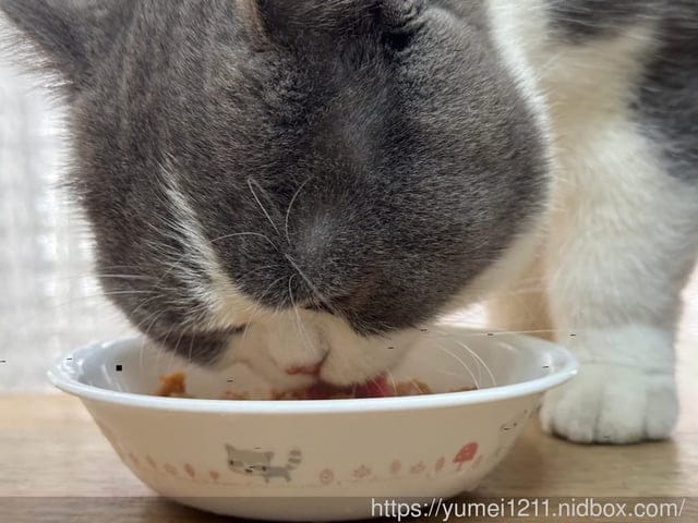 漢方主食罐開箱|關健時刻&漢方食補|成貓主食罐心得|心血管養護、護眼養生、元氣養護、關節養生、皮毛養護 - 第6張圖 漢方主食罐開箱|關健時刻&漢方食補|成貓主食罐心得|心血管養護、護眼養生、元氣養護、關節養生、皮毛養護