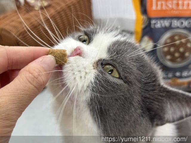 凍乾貓糧推薦｜美國原點Instinct｜原點雞肉凍乾全貓配方｜挑嘴貓也會愛的主食！原點雞肉凍乾全貓配方開箱心得
