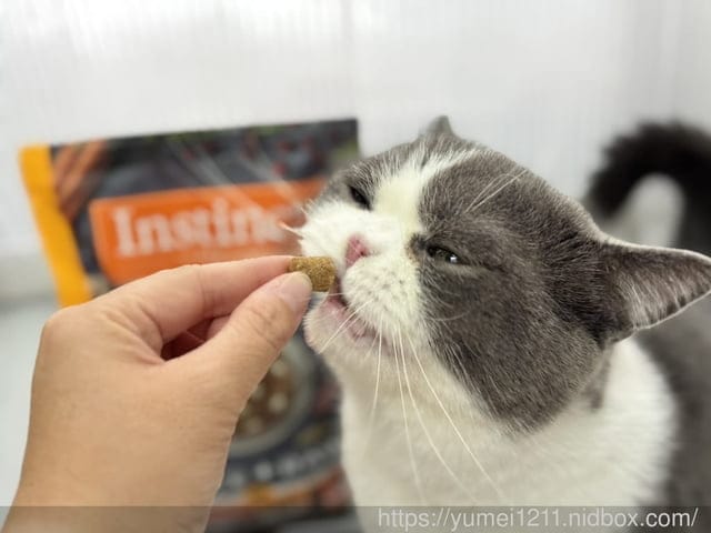 凍乾貓糧推薦｜美國原點Instinct｜原點雞肉凍乾全貓配方｜挑嘴貓也會愛的主食！原點雞肉凍乾全貓配方開箱心得