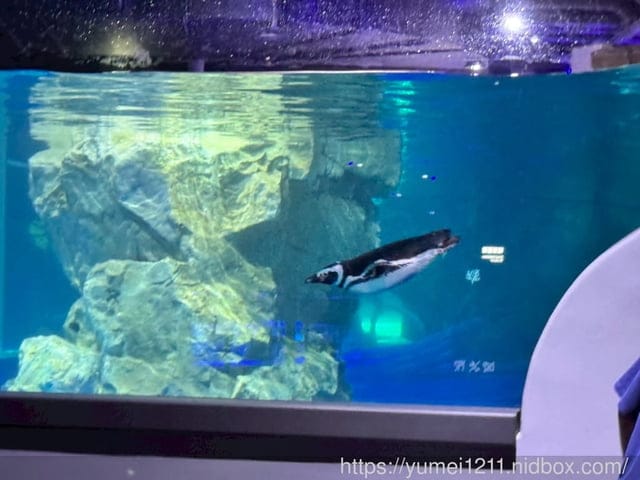 台中親子景點|台中海洋館|票價、展區心得分享 - 第19張圖 台中親子景點|台中海洋館|票價、展區心得分享