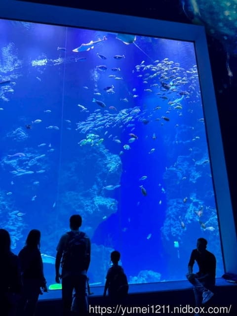 台中親子景點|台中海洋館|票價、展區心得分享 - 第24張圖 台中親子景點|台中海洋館|票價、展區心得分享