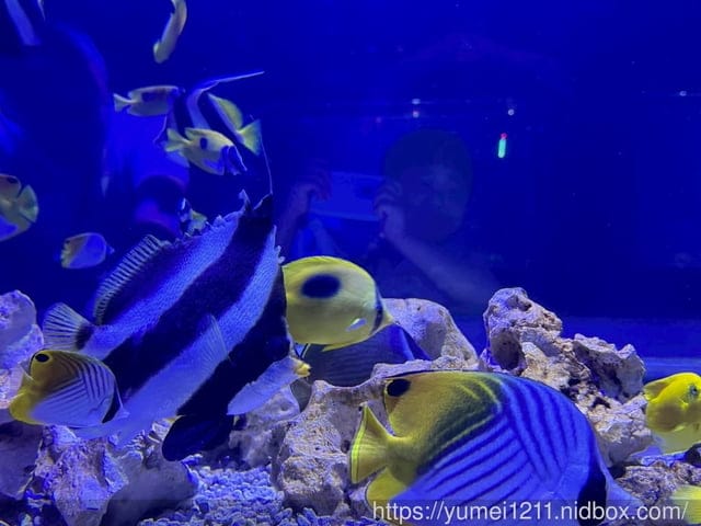 台中親子景點|台中海洋館|票價、展區心得分享 - 第21張圖 台中親子景點|台中海洋館|票價、展區心得分享